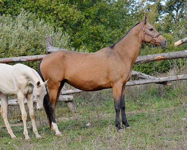 broodmare Simfila (Akhal-Teke, 2006, from Alihan)