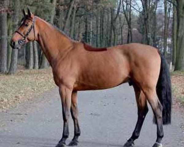 Deckhengst Crown Z (Zangersheide Reitpferd, 2000, von Carthago)
