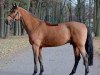 stallion Crown Z (Zangersheide riding horse, 2000, from Carthago)