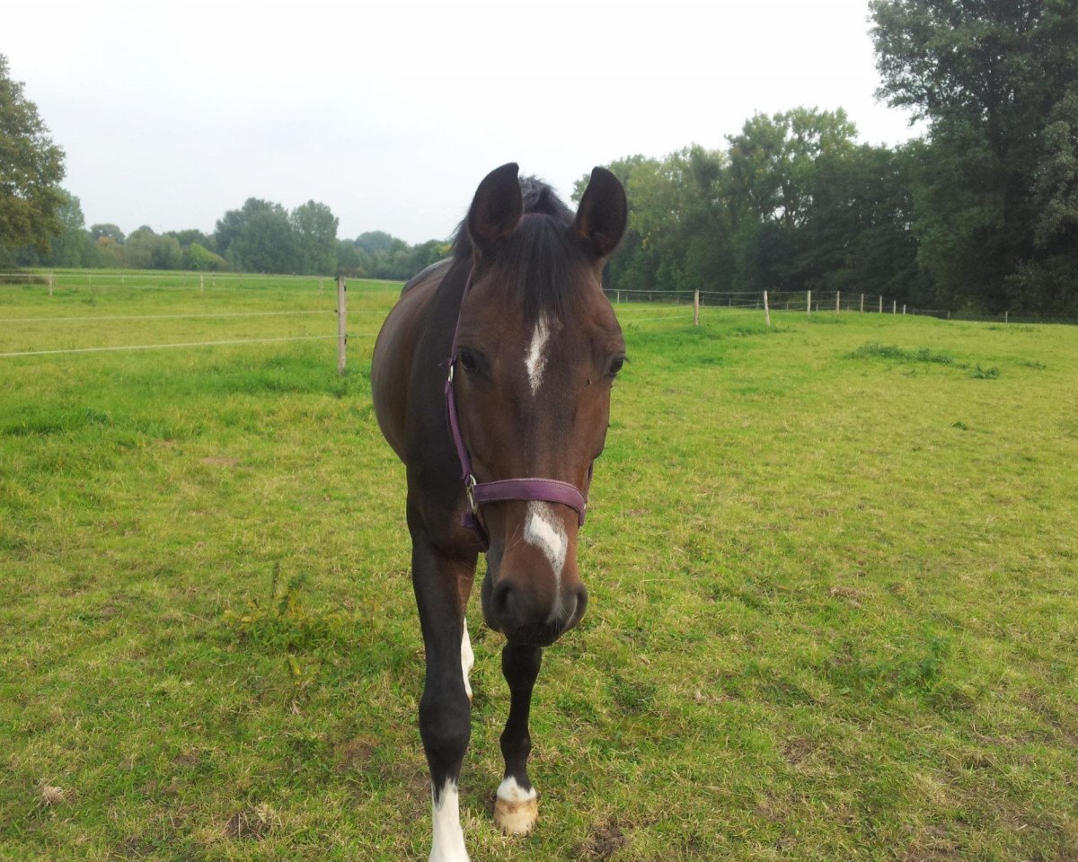 dressage horse Bordon II (Westphalian, 2005, from Balou du Rouet)