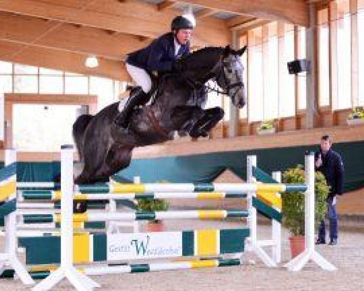 stallion Cap Chap (Westphalian, 2009, from Colbert GTI)