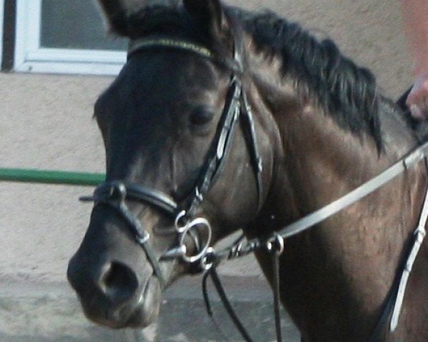 dressage horse Floryna (Rhinelander, 1999, from Fidermark)