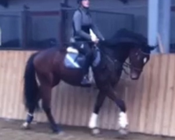 dressage horse Fillary (KWPN (Royal Dutch Sporthorse), 2010, from Valeron)
