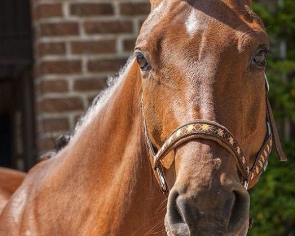 dressage horse Labdanum (Oldenburg, 2000, from Lady's King)