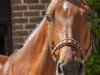 dressage horse Labdanum (Oldenburg, 2000, from Lady's King)