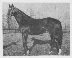 stallion Konsulent-73 (Czech Warmblood, 1973, from Konsulent xx)