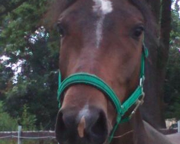 dressage horse Arena (Polish Warmblood, 2011, from Alegro)