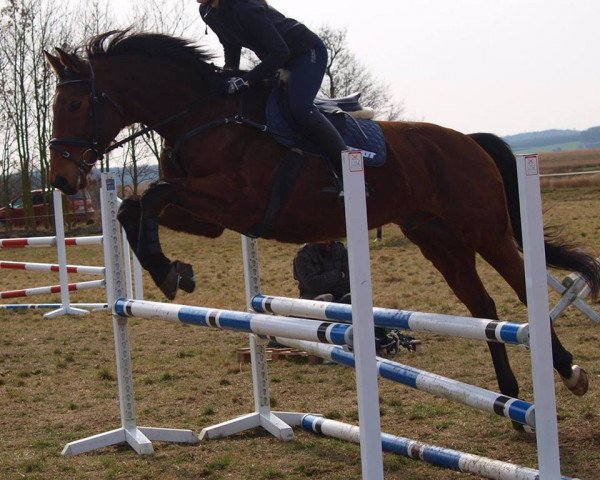 Springpferd Ramin mero saathi (Mecklenburger, 2004, von Radeberger)