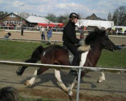 stallion Dinus von Lindenhof (Iceland Horse, 2002, from Gustur fra Grund)