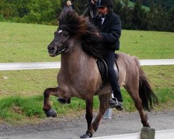 stallion Arvakur von der Birk (Iceland Horse, 2002, from Happasaell fra Feti)