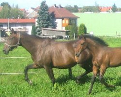 broodmare Korduba (Holsteiner, 1995, from Lord Calypso)