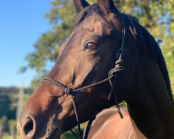 dressage horse A beautiful Mind 11 (Westphalian, 2014, from All At Once)