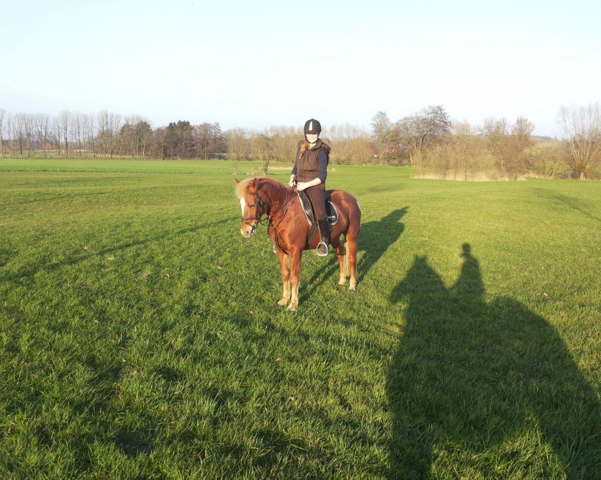 Dressurpferd Nicki 155 (unbekannt,  )