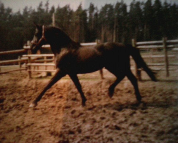 stallion Kamaz (Polish Warmblood, 1981, from Hyr)