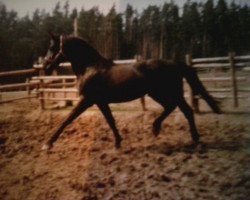 stallion Kamaz (Polish Warmblood, 1981, from Hyr)