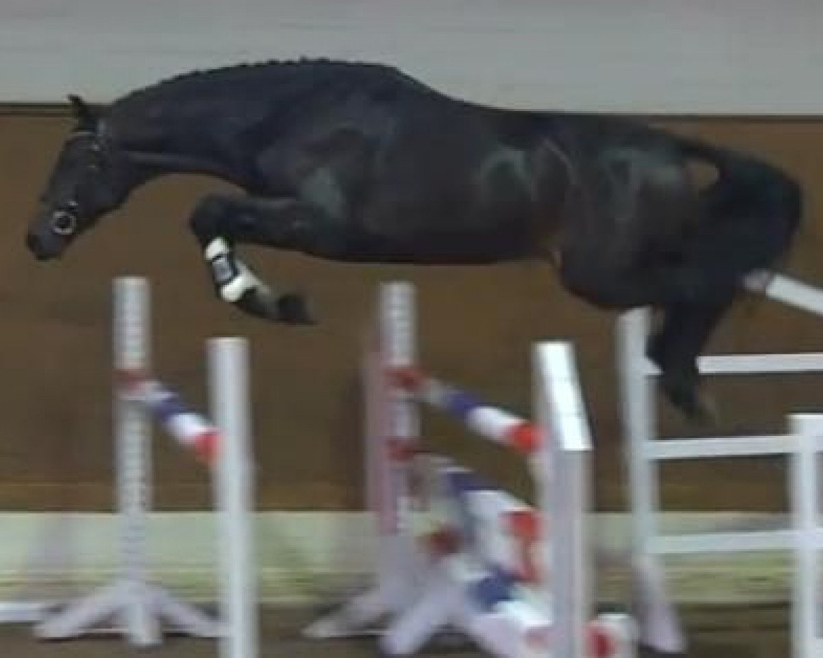 Springpferd Cojano (Holsteiner, 2011, von Cachas)