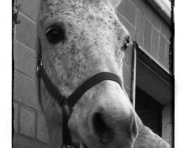 horse Jessy (German Riding Pony, 1988, from Koyano)