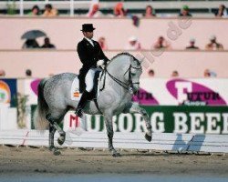 stallion Evento (Pura Raza Espanola (PRE), 1985, from Leviton)