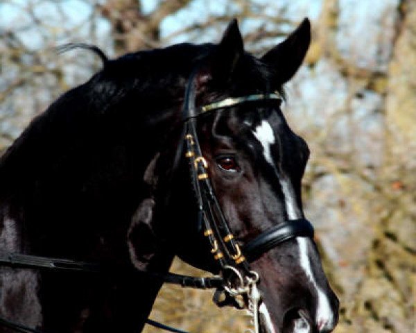 stallion Williams (Rhinelander, 1989, from Worldchamp)
