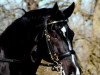 stallion Williams (Rhinelander, 1989, from Worldchamp)