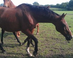 broodmare Laroma (Westphalian, 1997, from Landpilot)