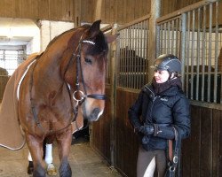 dressage horse Don Divino 4 (Westphalian, 2008, from Diamond Hit)