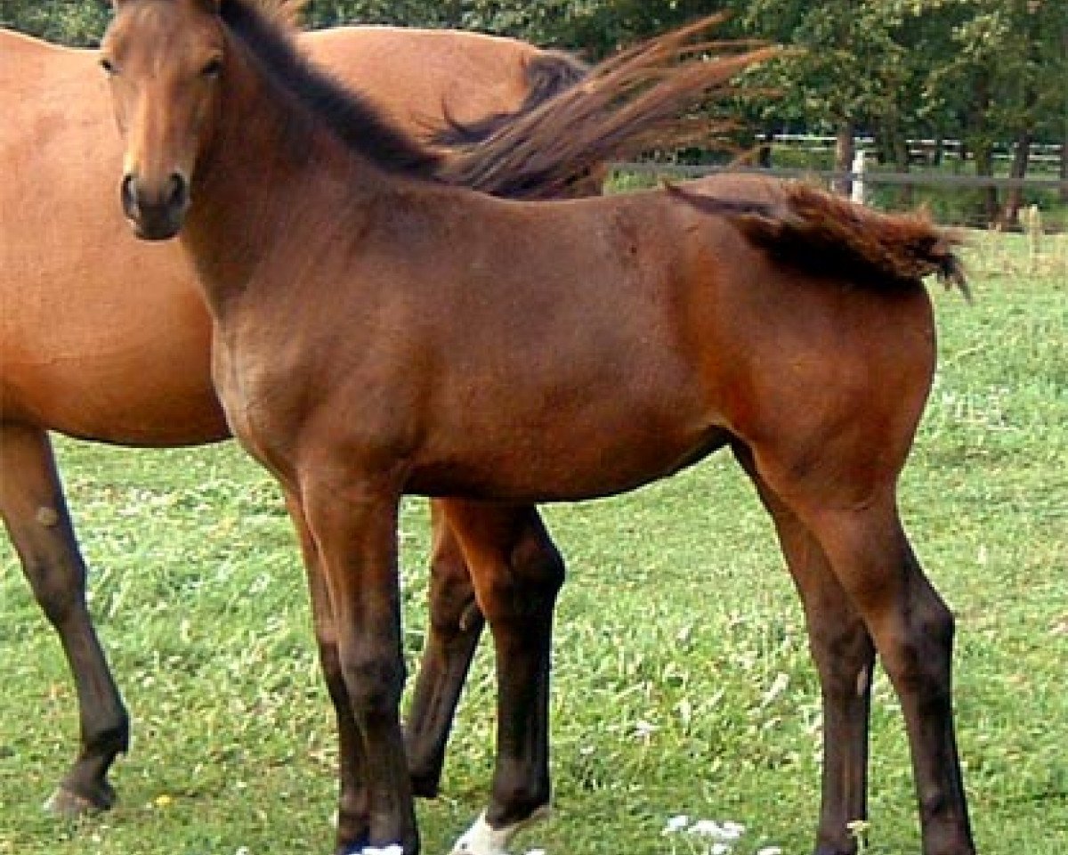 Zuchtstute Amy 215 (Deutsches Sportpferd, 2006, von Adlantus As FRH)