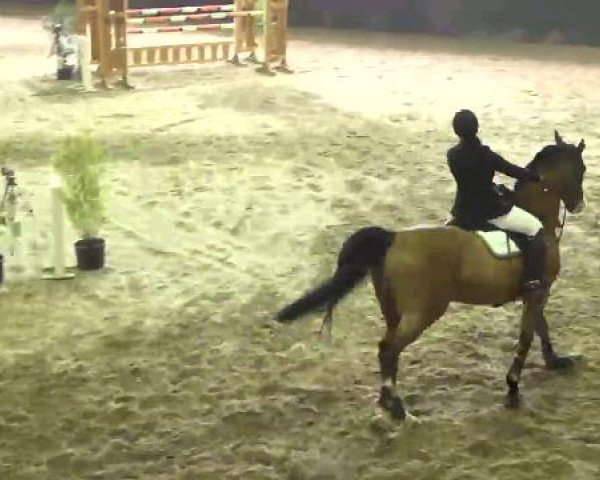 Video of courage-of-sollust-b