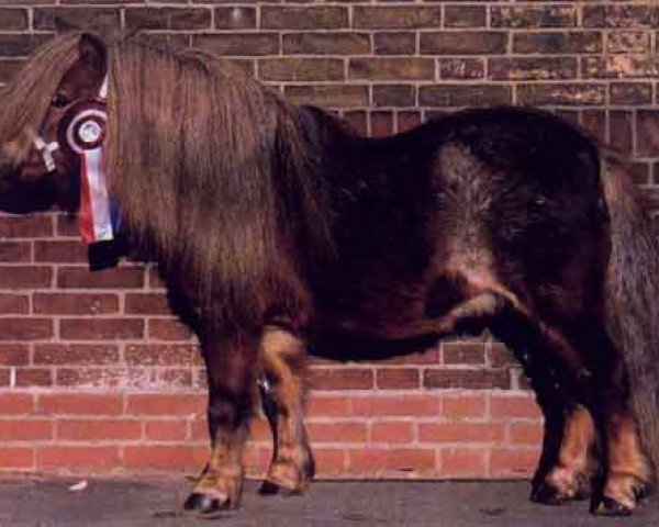 Deckhengst Guus van 't Eind (Shetland Pony, 1992, von Bo van de Vogelvreugd)