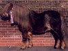 stallion Guus van 't Eind (Shetland Pony, 1992, from Bo van de Vogelvreugd)