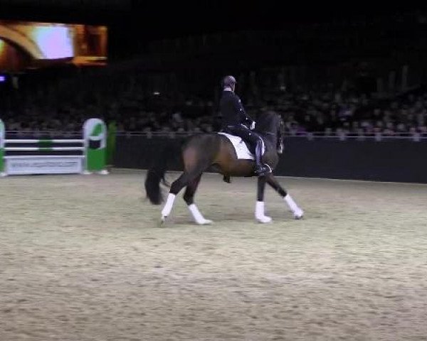 Hengstschau Equitana 2013