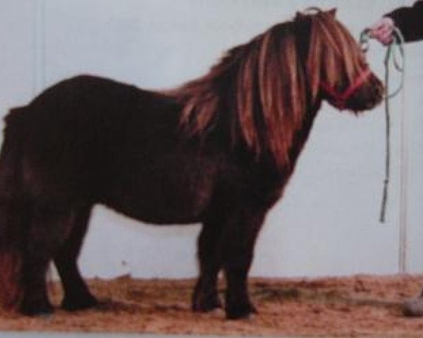 Deckhengst Littlebignor Daniel (Shetland Pony (unter 87 cm), 1997, von Kerswell Fairylight)