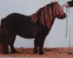 stallion Littlebignor Daniel (Shetland pony (under 87 cm), 1997, from Kerswell Fairylight)