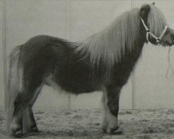 stallion Nander van Kairos (Shetland pony (under 87 cm), 1998, from Justus van Kort Ambacht)