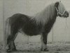 stallion Nander van Kairos (Shetland pony (under 87 cm), 1998, from Justus van Kort Ambacht)