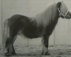 stallion Nander van Kairos (Shetland pony (under 87 cm), 1998, from Justus van Kort Ambacht)