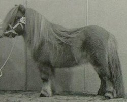 horse Gaterley Gigolo (Shetland pony (under 87 cm), 1994, from Endrick Cruachan 3103)