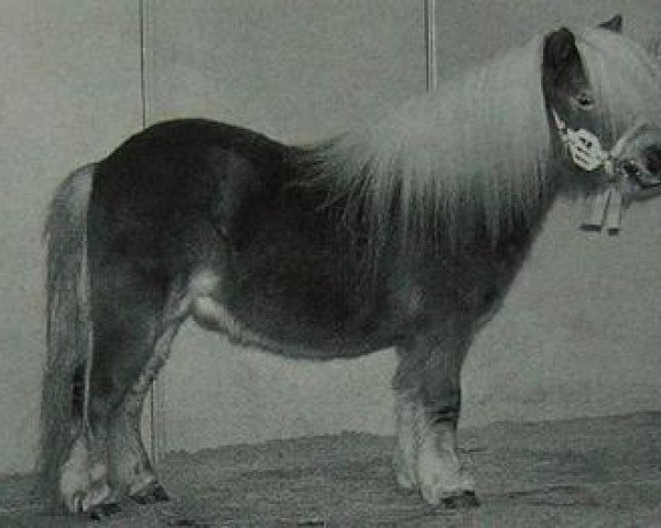 stallion Hidalgo van Uilenbroek (Shetland pony (under 87 cm), 1993, from Fairy Goldsmith)