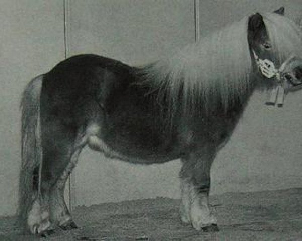 Deckhengst Hidalgo van Uilenbroek (Shetland Pony (unter 87 cm), 1993, von Fairy Goldsmith)