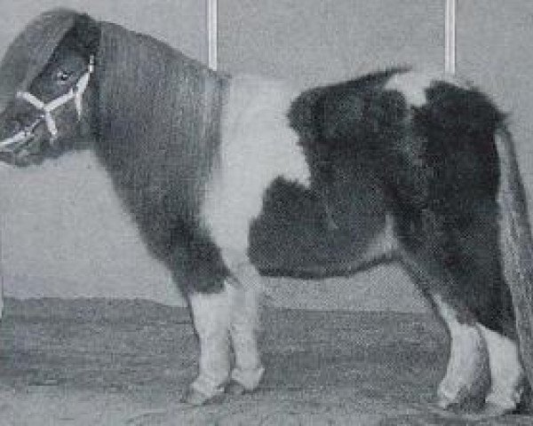 stallion Harden van de Besselaar (Shetland pony (under 87 cm), 1993, from Acquit v. Spuitjesdom)