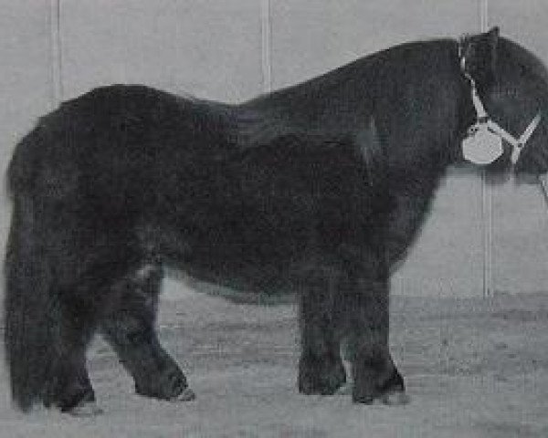 Deckhengst Athelney Blue (Shetland Pony (unter 87 cm), 1994, von Kerswell Mercury)