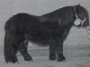 stallion Athelney Blue (Shetland pony (under 87 cm), 1994, from Kerswell Mercury)