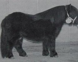 stallion Athelney Blue (Shetland pony (under 87 cm), 1994, from Kerswell Mercury)