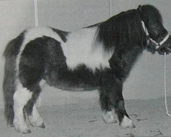 Pferd Romeo of Cherrytree (Shetland Pony (unter 87 cm), 1993, von Cwmhen Farthing)