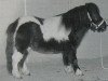 Pferd Romeo of Cherrytree (Shetland Pony (unter 87 cm), 1993, von Cwmhen Farthing)