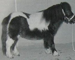 horse Romeo of Cherrytree (Shetland pony (under 87 cm), 1993, from Cwmhen Farthing)