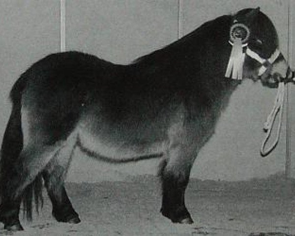 stallion Hisalgo van Twellaarshoeve (Shetland pony (under 87 cm), 1993, from Adam van Spuitjesdom)