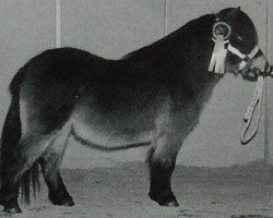 Deckhengst Hisalgo van Twellaarshoeve (Shetland Pony (unter 87 cm), 1993, von Adam van Spuitjesdom)