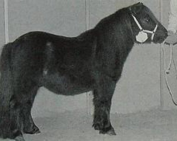 Deckhengst Hiroki van de Buske (Shetland Pony (unter 87 cm), 1993, von Branco van Wegdam)