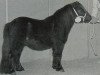 stallion Hiroki van de Buske (Shetland pony (under 87 cm), 1993, from Branco van Wegdam)